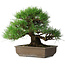 Pinus thunbergii, 39 cm, ± 20 jaar oud