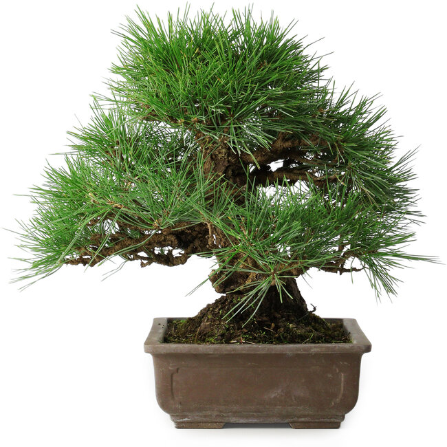 Pinus thunbergii, 39 cm, ± 20 years old