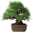 Pinus thunbergii, 39 cm, ± 20 years old
