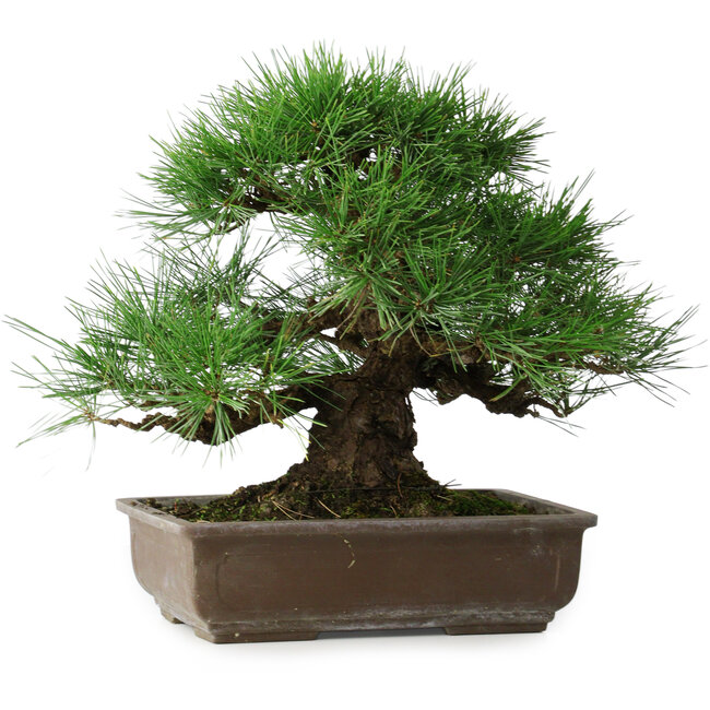Pinus thunbergii, 39 cm, ± 20 jaar oud
