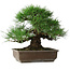 Pinus thunbergii, 39 cm, ± 20 anni