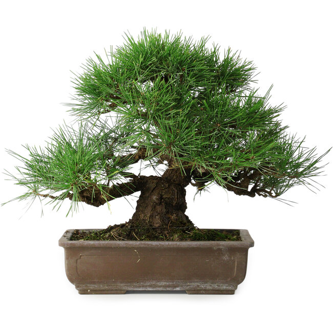 Pinus thunbergii, 39 cm, ± 20 anni