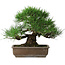 Pinus thunbergii, 39 cm, ± 20 Jahre alt