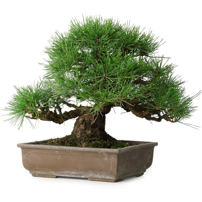 Pinus thunbergii, 39 cm, ± 20 years old