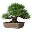 Pinus thunbergii, 39 cm, ± 20 jaar oud