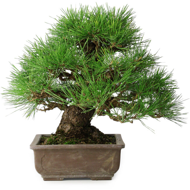 Pinus thunbergii, 39 cm, ± 20 anni