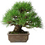 Pinus thunbergii, 39 cm, ± 20 jaar oud
