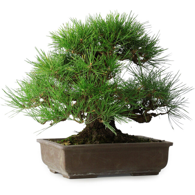 Pinus thunbergii, 39 cm, ± 20 years old