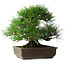 Pinus thunbergii, 39 cm, ± 20 Jahre alt