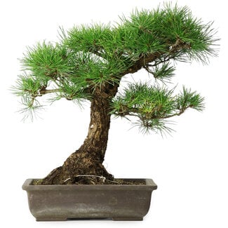 Pinus thunbergii, 48 cm, ± 20 years old