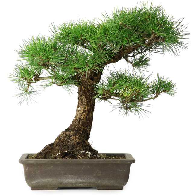 Pinus thunbergii, 48 cm, ± 20 ans
