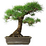Pinus thunbergii, 48 cm, ± 20 jaar oud