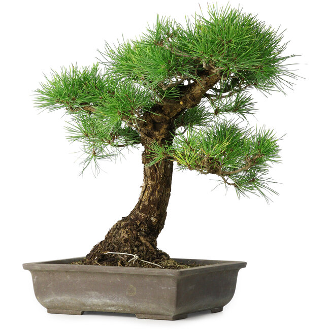 Pinus thunbergii, 48 cm, ± 20 ans
