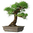 Pinus thunbergii, 48 cm, ± 20 years old
