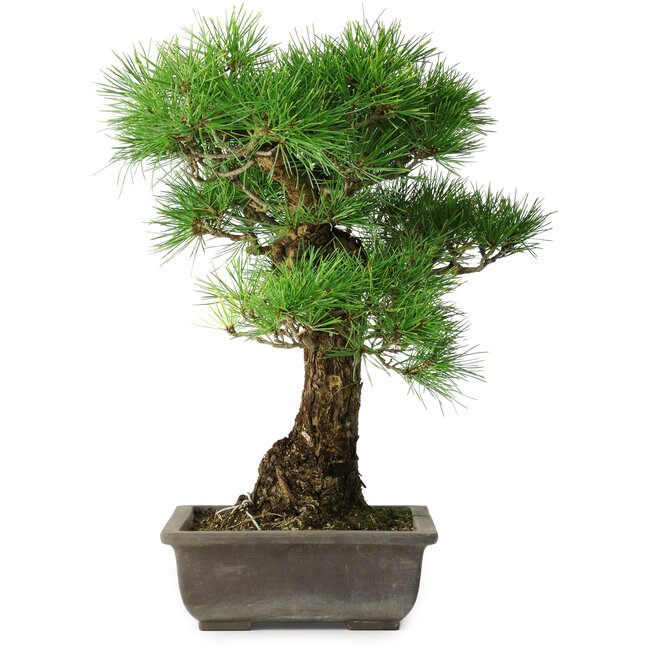 Pinus thunbergii, 48 cm, ± 20 anni