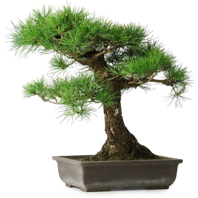 Pinus thunbergii, 48 cm, ± 20 years old