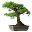 Pinus thunbergii, 48 cm, ± 20 years old