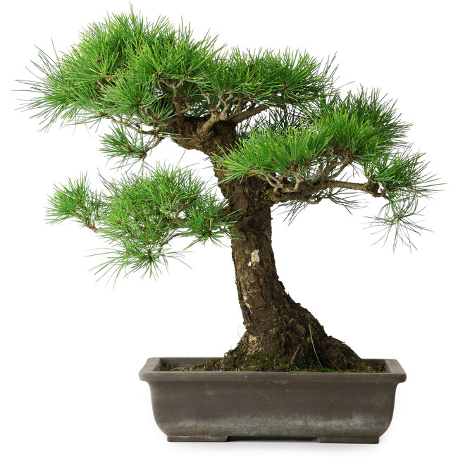 Pinus thunbergii, 48 cm, ± 20 anni