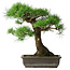 Pinus thunbergii, 48 cm, ± 20 Jahre alt