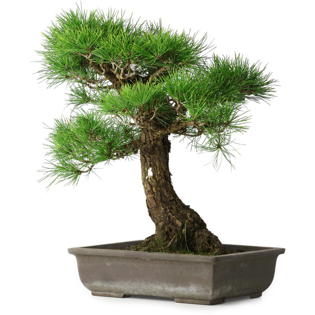 Pinus thunbergii, 48 cm, ± 20 ans