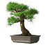 Pinus thunbergii, 48 cm, ± 20 years old