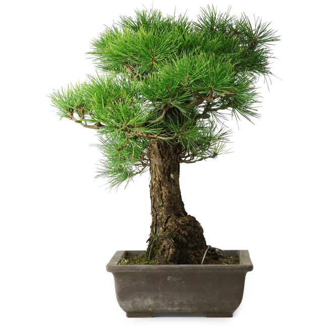 Pinus thunbergii, 48 cm, ± 20 jaar oud