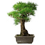 Pinus thunbergii, 48 cm, ± 20 ans