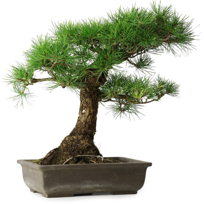 Pinus thunbergii, 48 cm, ± 20 ans