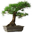 Pinus thunbergii, 48 cm, ± 20 ans