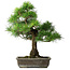 Pinus thunbergii, 59 cm, ± 20 anni