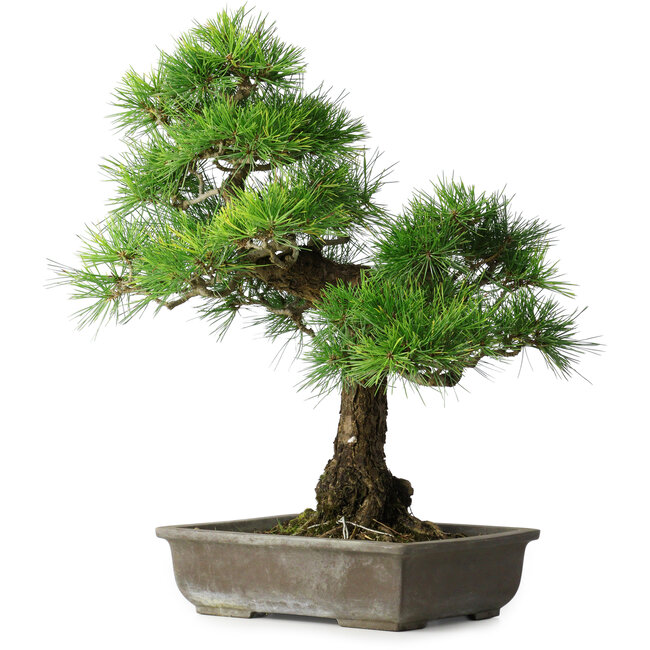 Pinus thunbergii, 59 cm, ± 20 years old
