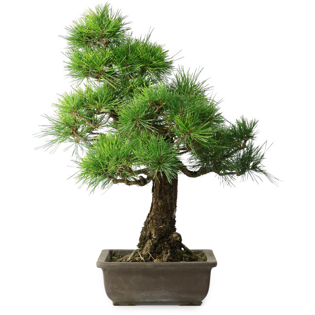 Pinus thunbergii, 59 cm, ± 20 years old