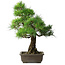 Pinus thunbergii, 59 cm, ± 20 years old