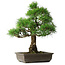 Pinus thunbergii, 59 cm, ± 20 Jahre alt