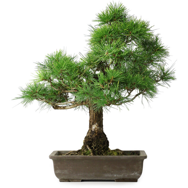Pinus thunbergii, 59 cm, ± 20 Jahre alt