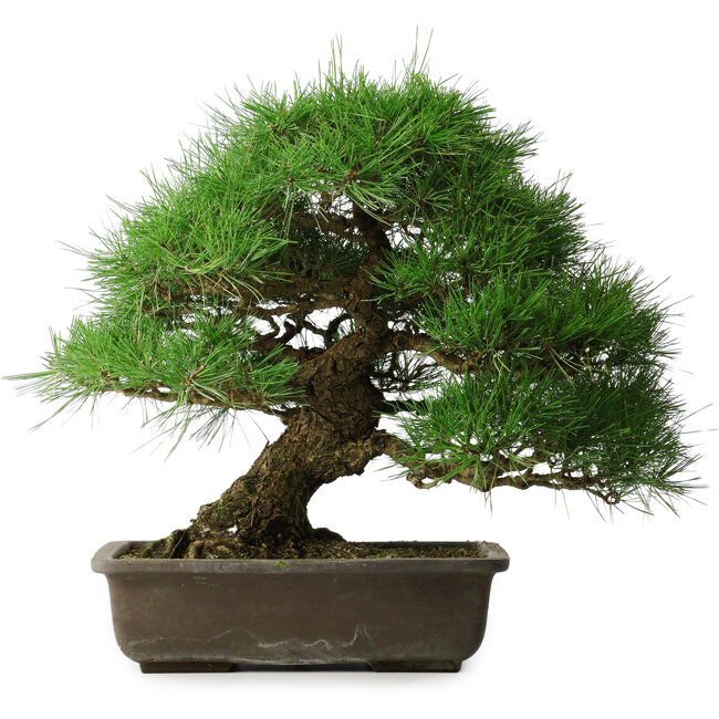 Pinus thunbergii, 52 cm, ± 20 ans