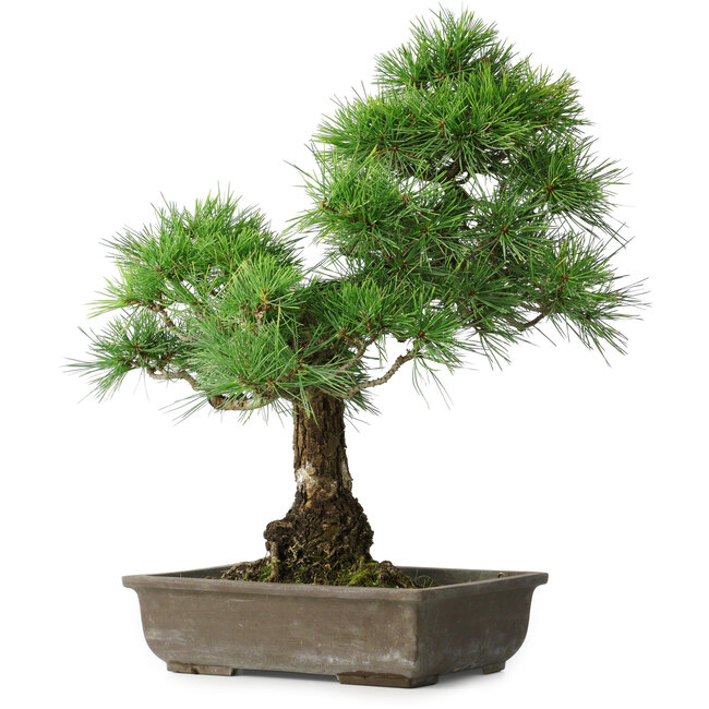 Pinus thunbergii, 59 cm, ± 20 años