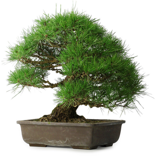 Pinus thunbergii, 52 cm, ± 20 years old