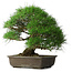 Pinus thunbergii, 52 cm, ± 20 years old