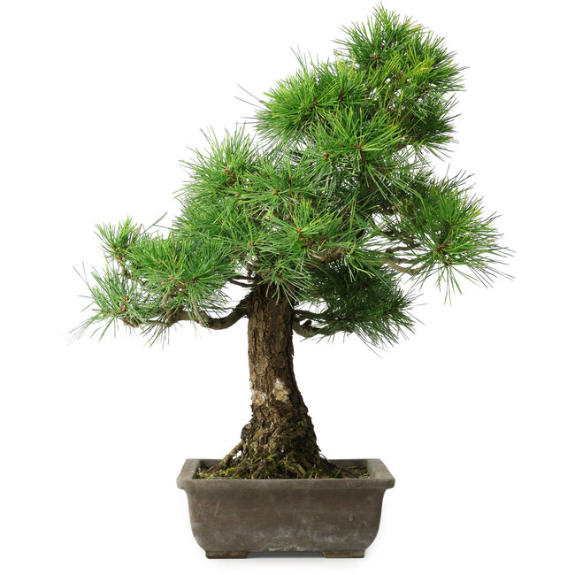 Pinus thunbergii, 59 cm, ± 20 ans