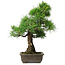 Pinus thunbergii, 59 cm, ± 20 years old