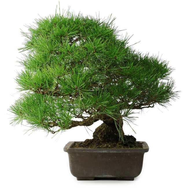 Pinus thunbergii, 52 cm, ± 20 ans