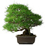 Pinus thunbergii, 52 cm, ± 20 years old