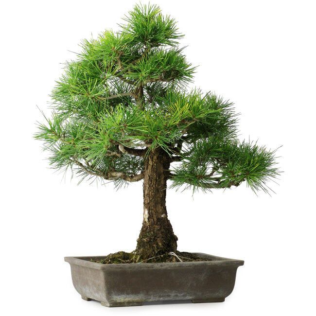 Pinus thunbergii, 59 cm, ± 20 anni