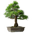 Pinus thunbergii, 59 cm, ± 20 years old