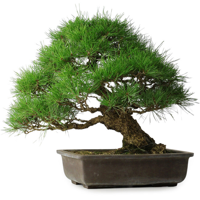 Pinus thunbergii, 52 cm, ± 20 anni