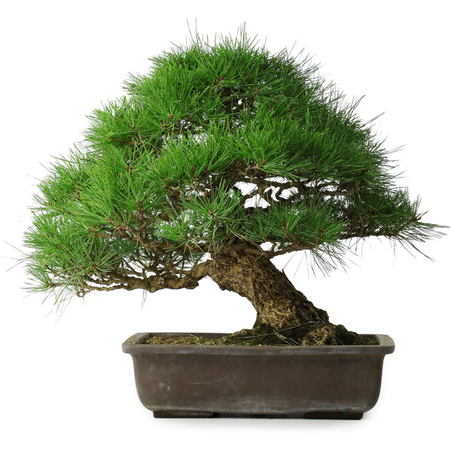 Pinus thunbergii, 52 cm, ± 20 ans