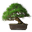 Pinus thunbergii, 52 cm, ± 20 jaar oud