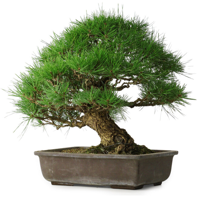 Pinus thunbergii, 52 cm, ± 20 ans