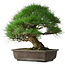 Pinus thunbergii, 52 cm, ± 20 Jahre alt